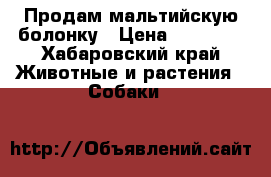 Продам мальтийскую болонку › Цена ­ 20 000 - Хабаровский край Животные и растения » Собаки   